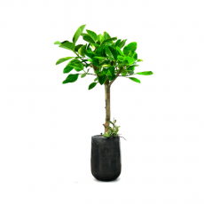 관엽식물-벵갈고무나무-65